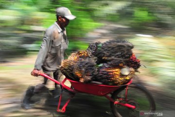 Ekonomi India dan China membaik picu kenaikan harga sawit Riau