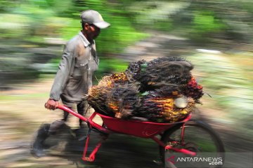 Harga cpo di Jambi naik, menjadi Rp7.070 per kilogram