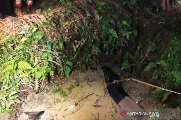 Seekor tapir terjerat di Taman Nasional Bukit Tigapuluh