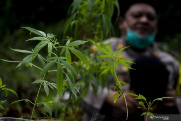 Temuan ladang ganja di hutan Kabupaten Bandung