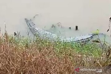 BPBD segera tangani buaya yang muncul di Bacang, Pangkalpinang