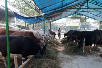 Pedagang hewan kurban khawatir fisik kambing lemah semasa pandemi