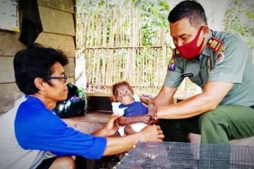 Pemancing temukan bayi orangutan di pinggir Sungai Mentaya Kalteng