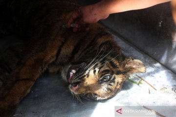 Harimau sumatera memangsa ternak warga di Padang Pariaman