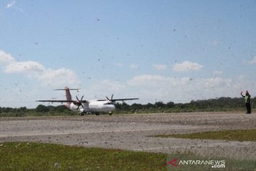 Belalang kembara memenuhi landasan bandara di Sumba Timur