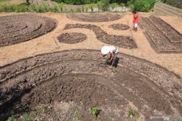 Seni pola bedeng sawah