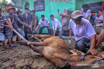 Peneliti sarankan hewan kurban dipuasakan sebelum dipotong