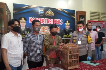 Guru honorer ditangkap polisi usai jual burung dilindungi via facebook