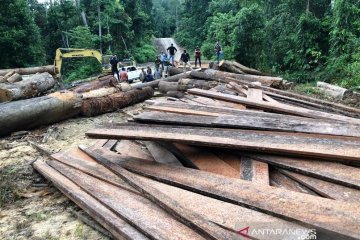 Polisi tangkap pembalak liar hutan di Aceh Jaya