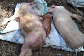 Kematian babi piaraan dorong penyelidikan ASF di Thailand
