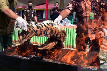 Pemusnahan kulit dan janin harimau Sumatra