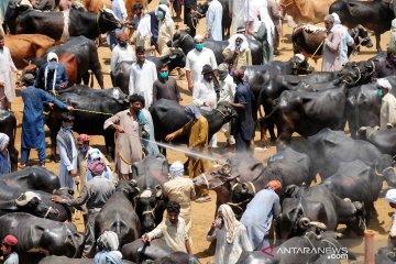 Begini suasana pasar hewan di Pakistan jelang Idul Adha