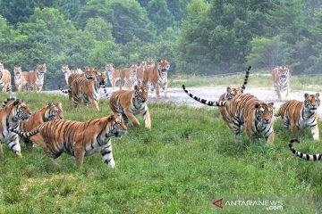 Melihat Taman Harimau Siberia yang dibuka kembali untuk umum