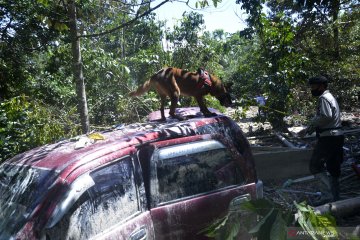 Pencarian korban banjir dengan anjing pelacak