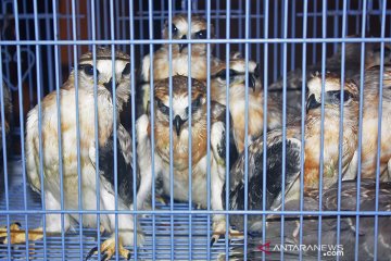 Aparat pemerintah gagalkan perdagangan ilegal 1.752 burung di Riau