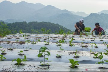 Peneliti: Regenerasi petani masih jadi tantangan pertanian Indonesia