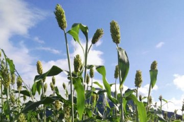 Banyak keunggulan, Balitbangtan dorong warga manfaatkan sorgum bioguma