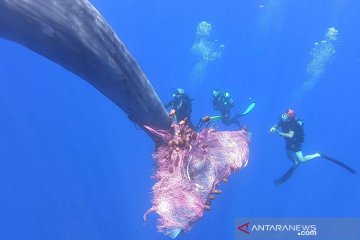 Upaya membebaskan seekor paus sperma dari jeratan jaring ikan nelayan