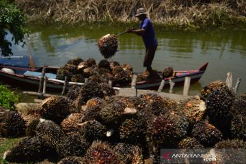 Anak petani sawit skala kecil rentan alami kemiskinan