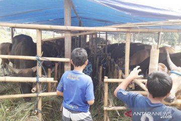 Faktor pandemi, hewan kurban untuk disembelih di Kabupaten Bogor turun