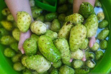 Bangun pusat riset herbal di Toba, Luhut gandeng dua kampus China