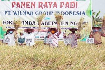 Teknologi pemupukan berimbang tingkatkan produksi padi 33 Persen