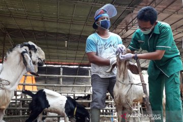 Penjualan daring picu pengurangan penampungan hewan kurban di Jakpus