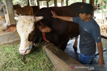 Hewan kurban Presiden Jokowi