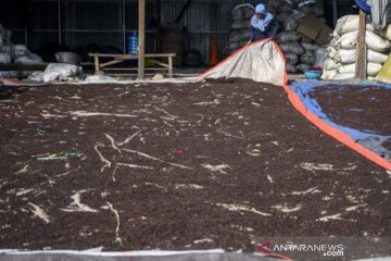 Suplai cengkeh untuk industri rokok 