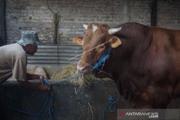 SAPI KURBAN PRESIDEN