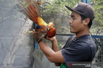 Budidaya ayam pheasant Yogyakarta