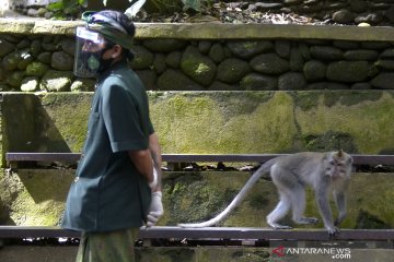 Obyek wisata Monkey Forest di Ubud belum dibuka untuk wisatawan