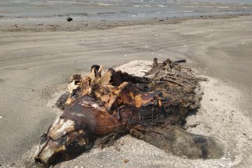 Bangkai penyu terdampar di pantai Lampung Timur