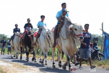 Serunya menunggangi sapi saat kirab syukur peternak