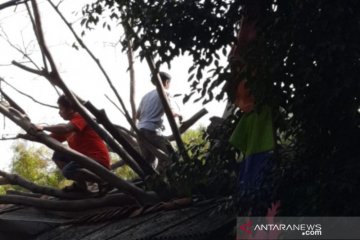 Atap dua rumah di Jatinegara rusak tertimpa batang beringin