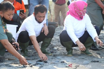 Kapolda Bengkulu lepaskan 275 ekor bayi penyu di Pantai Pandan Wangi