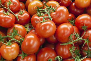 Kelompok tani muda kembangkan tomat berkualitas substitusi impor