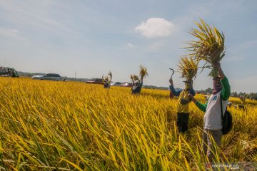 Musim kemarau, pemerintah perlu waspada stok beras hingga akhir tahun