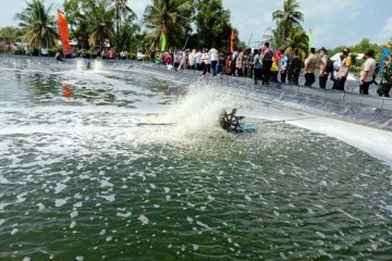 Budi daya udang vanamei harapan baru petambak Lampung Timur