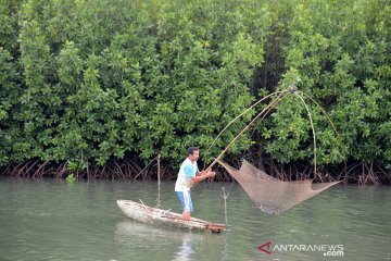 Tangkap udang dengan keramba jaring di hutan manggrove