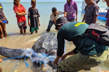 BBKSDA NTT selamatkan penyu belimbing berukuran raksasa