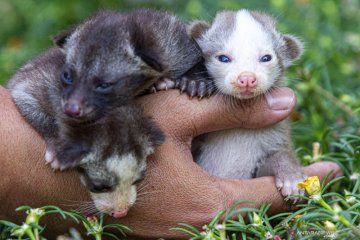 Penangkaran musang pandan di Karawang