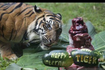 Bali Zoo rayakan "International Tiger Day"