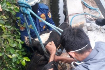 Damkar evakuasi sapi terperosok di saluran air di Jaktim