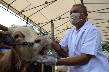 Balai Kota Jakarta tidak laksanakan pemotongan hewan kurban