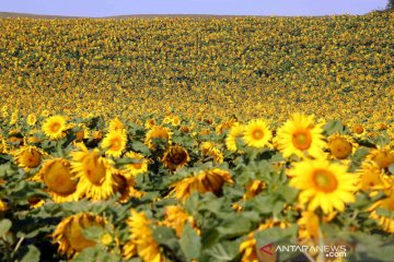 Ladang Bunga Matahari di Jerman