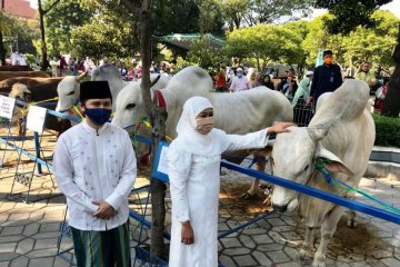 Sapi kurban dari Presiden diserahkan ke Masjid Al Akbar Surabaya