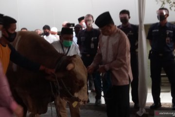 Anies-Riza sumbang Sapi Limosin