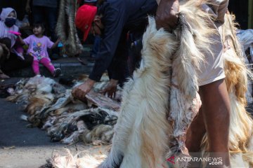 Rezeki Idul Adha bagi para pengepul kulit hewan kurban