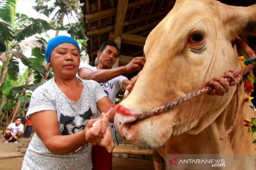 Tradisi merias hewan kurban di Banyuwangi